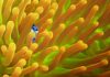 Finding Dory Trailer Review: Catch the film once it’s and help find “Dory”!!! Finding Dory Trailer Review