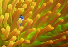 Finding Dory Trailer Review: Catch the film once it’s and help find “Dory”!!! Finding Dory Trailer Review
